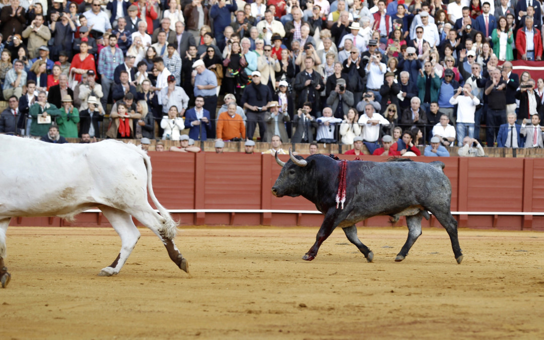 Sevilla: el excepcional toro Cobradiezmos de Victorino Martín indultado