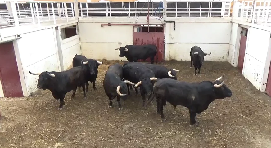 Malaga august 21th bulls