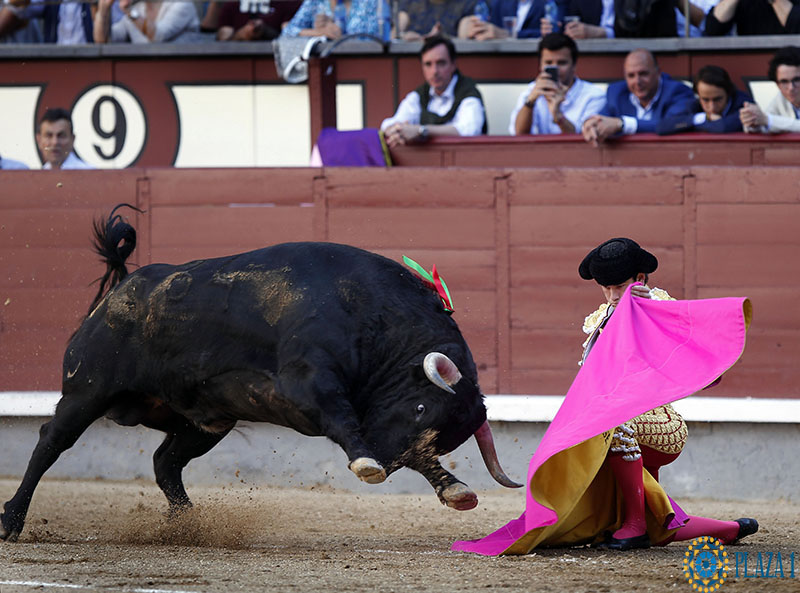 Madrid Bullfight april 16th summary